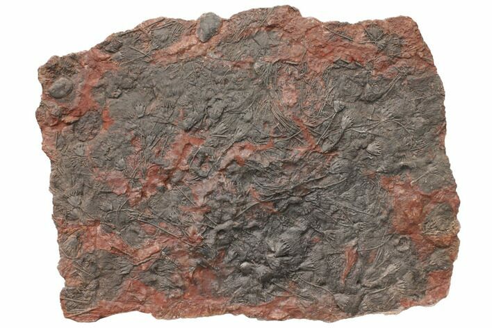 Silurian Fossil Crinoid (Scyphocrinites) Plate - Morocco #148859